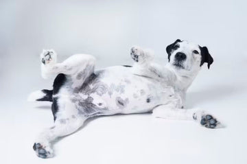 Digestive process in dogs