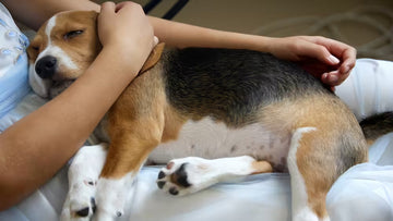 What impacts dogs digestive health