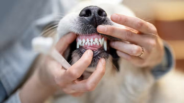 Dental problems in dogs