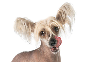 Calories in Chicken Lollipop — What Pet Parents Should Know

