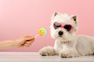 Chicken Lollipop Dog Treats — Real Chicken, Real Crunch